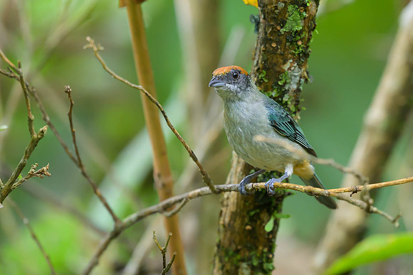 Scrub Tanager
