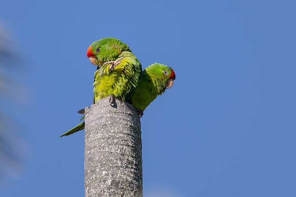 Scarlet-fronted Parakeet