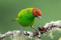 Bay-headed Tanager