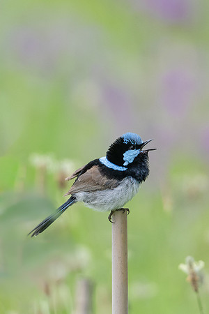 Superb Fairywren