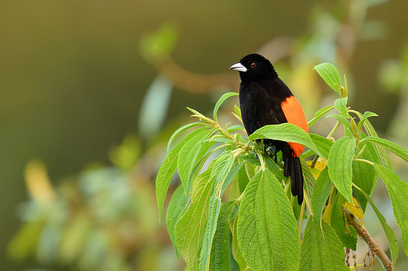 Flame-rumped Tanager