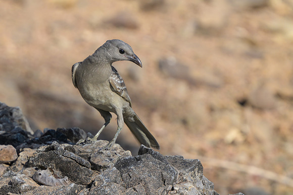 Great Bowerbird