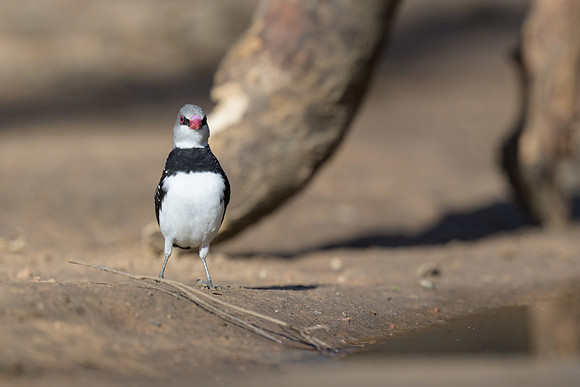 Diamond Firetail