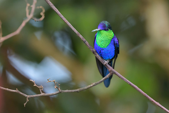 Crowned Woodnymph