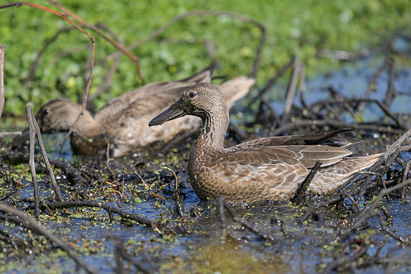 Cinnamon Teal