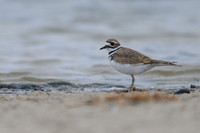 Killdeer