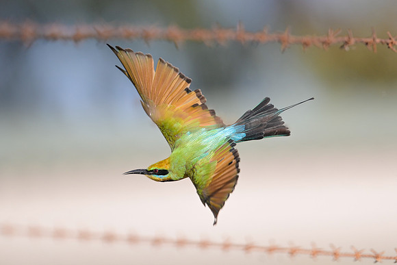 Rainbow Bee-eater