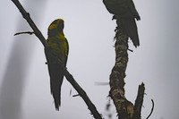 Yellow-eared Parrot
