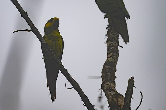 Yellow-eared Parrot