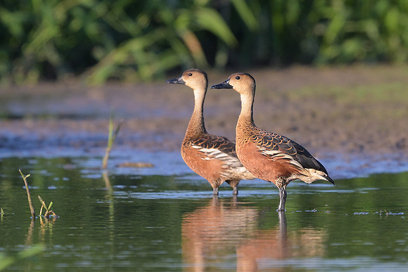 Wandering Whistling-duck