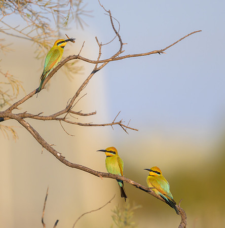 Rainbow Bee-eater