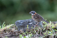 Rufous-collared Sparrow