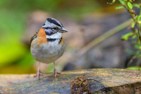 Rufous-collared Sparrow