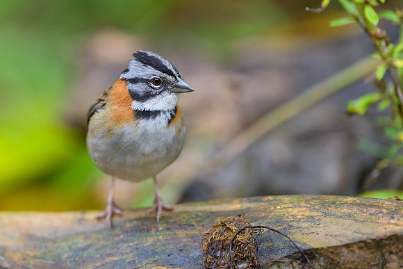 Rufous-collared Sparrow