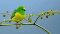 Blue-naped Chlorophonia