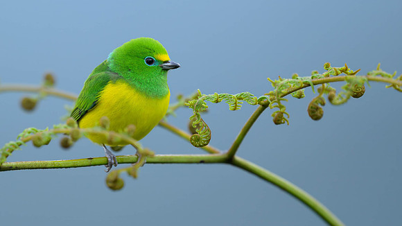 Blue-naped Chlorophonia