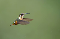 White-bellied Woodstar