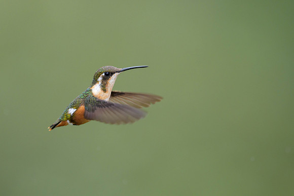 White-bellied Woodstar