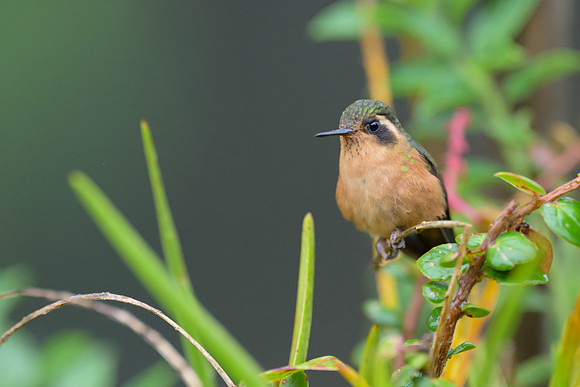 Speckled Hummingbird