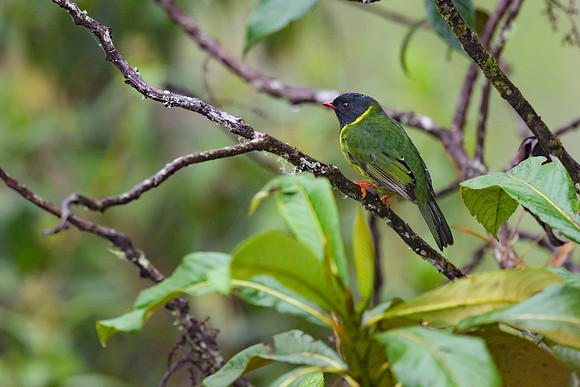 Green-and-Black Fruiteater