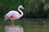 Greater Flamingo