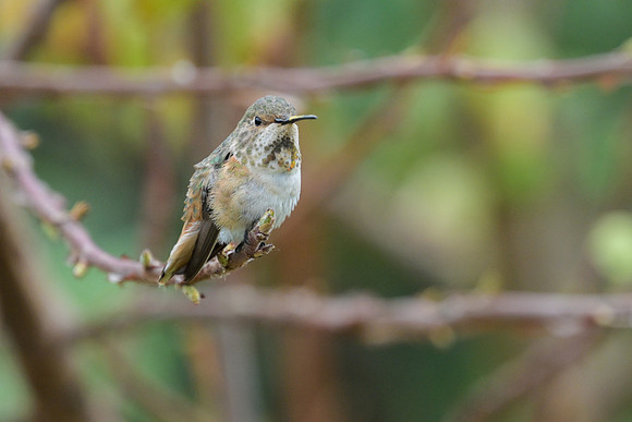 Allen's Hummingbird
