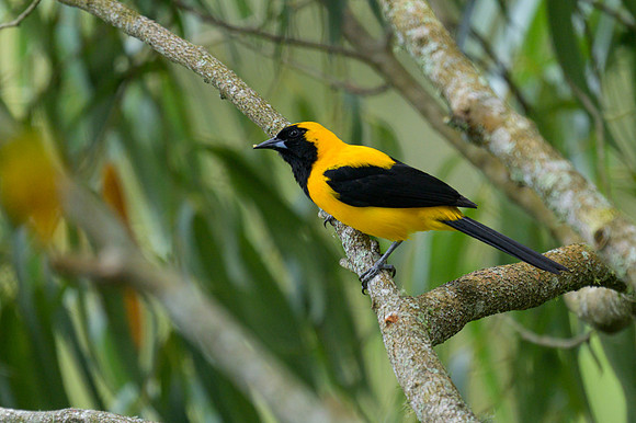 Yellow-backed Oriole