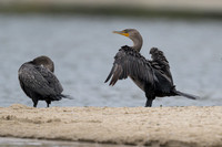 Double-crested Cormorant