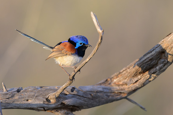 Purple-backed Fairywren