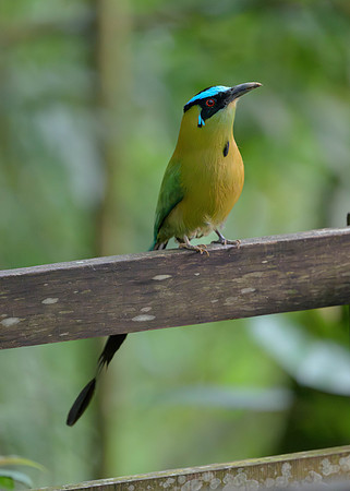 Andean Motmot