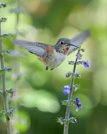 Allen's Hummingbird
