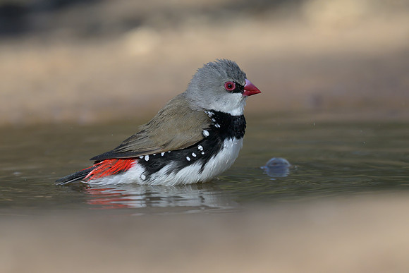 Diamond Firetail