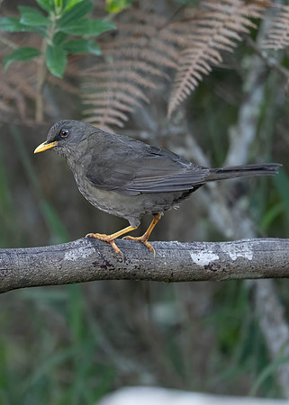 Great Thrush