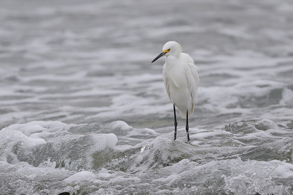 Snowy Egret
