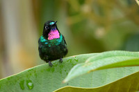 Tourmaline Sunangel