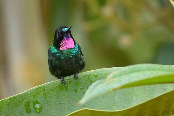 Tourmaline Sunangel