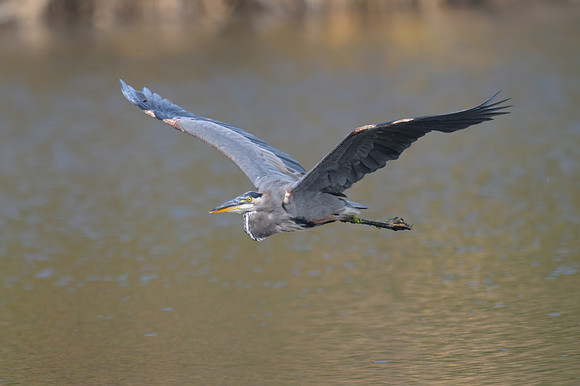 Great Blue Heron