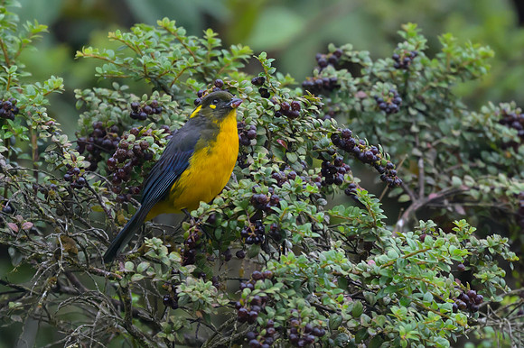 Lacrimose Mountain Tanager