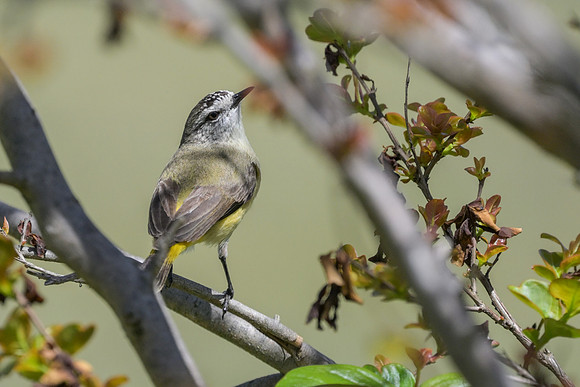 Yellow-rumped Thornbill