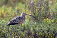 Long-billed Curlew