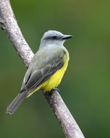 Tropical Kingbird