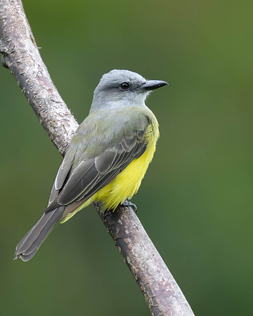 Tropical Kingbird