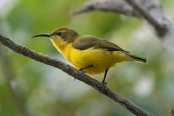 Olive-backed Sunbird
