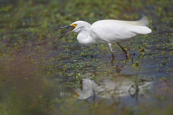 Snowy Egret