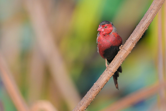 Crimson Finch