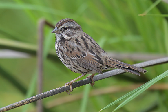 Song Sparrow