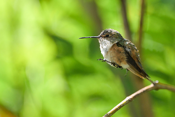 Allen's Hummingbird
