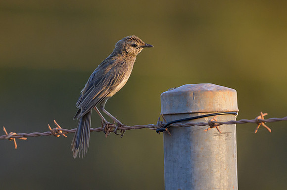 Rufous Songlark
