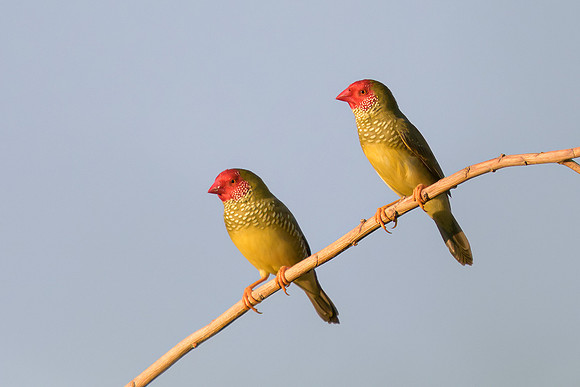 Star Finch