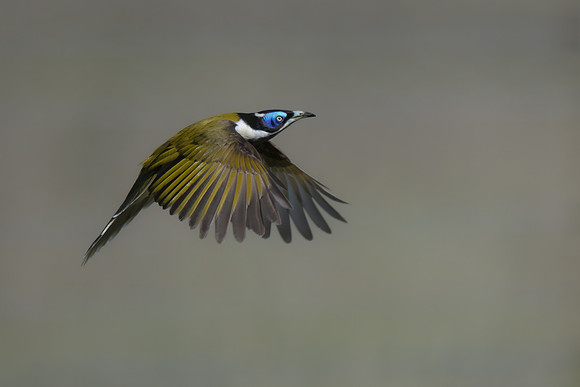 Blue-faced Honeyeater